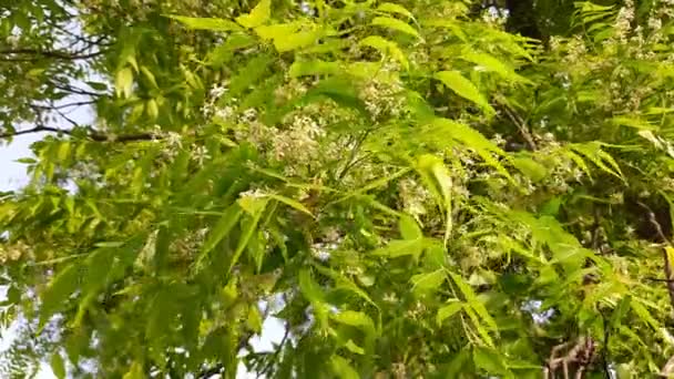 Fiore Neem Nell Albero Suoi Altri Nomi Azadirachta Indica Nimtreeorindian — Video Stock