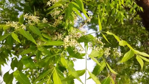 Nöj Blomman Trädet Dess Andra Namn Azadirachta Indica Nimtreeorindian Lila — Stockvideo