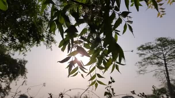 Neemový Květ Stromě Jeho Další Jména Azadirachta Indica Nimtreeorindický Šeřík — Stock video