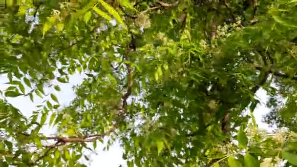 Neem Flower Tree Its Other Names Azadirachta Indica Nimtreeorindian Lilac — 비디오