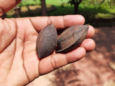 Kabuklu badem. Diğer adı Prunus amygdalus ve Prunus dulcis. Badem aynı zamanda bu ağacın yenilebilir ve yaygın olarak ekilen tohumunun adıdır. Hint bademi.