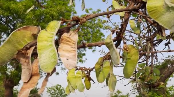 부티는 나무에 단풍나무 열매를 맺는다 양식업의 일종이다 이름들은 그리고 — 비디오