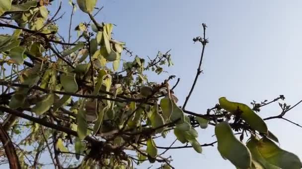 Butea Monosperma Vruchten Boom Het Een Soort Buteanative Zijn Andere — Stockvideo