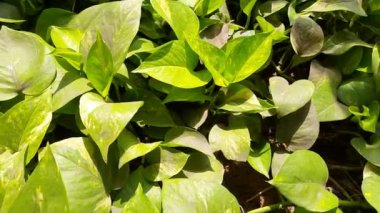 Epipremnum aureum fabrikası. Diğer adları: Altın Pothos, Seylan sarmaşığı, avcı cüppesi, sarmaşık arumu, ev bitkisi, para bitkisi, gümüş sarmaşık, Solomon Adaları sarmaşığı, mermer kraliçe, taro üzümü, şeytan sarmaşığı.