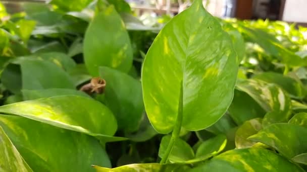 Epipremnum Aureum Plant Zijn Andere Namen Golden Pothos Ceylon Kruiper — Stockvideo