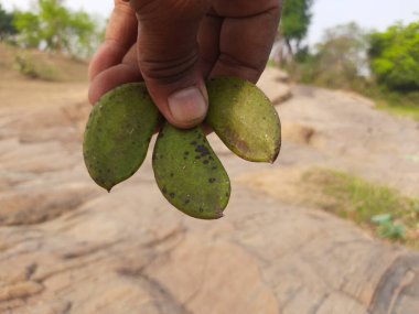 Millettia pinnata meyvesi. Fabaceae familyasından bir ağaç türü. Diğer adı Pongamiapinnata, Hint biechandPongame Petrol Ağacı. Petrol tohumlarından çıkarılır..