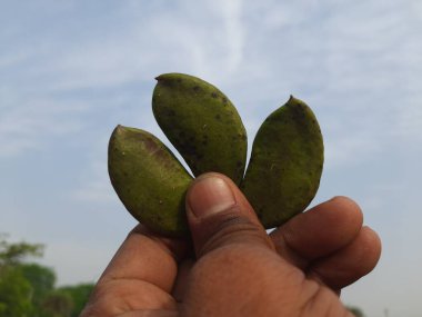 Millettia pinnata meyvesi. Fabaceae familyasından bir ağaç türü. Diğer adı Pongamiapinnata, Hint biechandPongame Petrol Ağacı. Petrol tohumlarından çıkarılır..