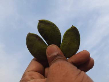 Millettia pinnata meyvesi. Fabaceae familyasından bir ağaç türü. Diğer adı Pongamiapinnata, Hint biechandPongame Petrol Ağacı. Petrol tohumlarından çıkarılır..