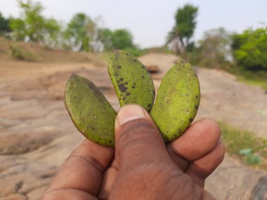 Millettia pinnata meyvesi. Fabaceae familyasından bir ağaç türü. Diğer adı Pongamiapinnata, Hint biechandPongame Petrol Ağacı. Petrol tohumlarından çıkarılır..