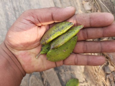 Millettia pinnata meyvesi. Fabaceae familyasından bir ağaç türü. Diğer adı Pongamiapinnata, Hint biechandPongame Petrol Ağacı. Petrol tohumlarından çıkarılır..