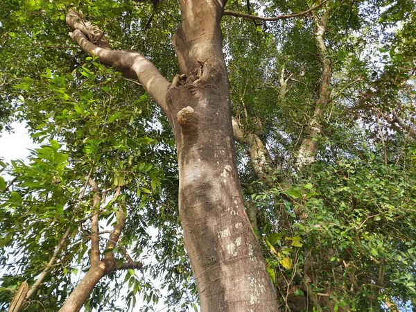 Millettia Pinnata Fabaceae Borsócsalád Egyik Fafajtája Más Nevei Pongamiapinnata Indiai — Stock Fotó