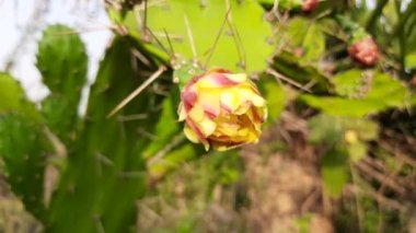 Çölde kaktüs çiçeği. Kaktüs renkli çiçekli güzel bir bitkidir. Amerika 'nın yerli bitkisidir ve sıcak ve güneşli çöllerde ve kuraklıkta yetişir..