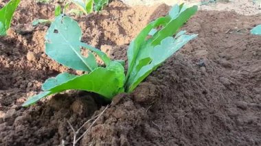 Sebze bahçesinde turp. Bu, Brassicaceae familyasından bir sebzedir. Diğerlerinin adı Raphanus Raphanistrumsubsp, sativus, daikon turp.