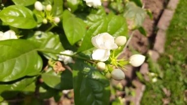 Jasminum sambac flower. The flower may be used as a fragrant ingredient inperfumesandjasmine tea. In India known asMogra flower and beli flower. Its other names Arabian jasmine and Sambac jasmine.