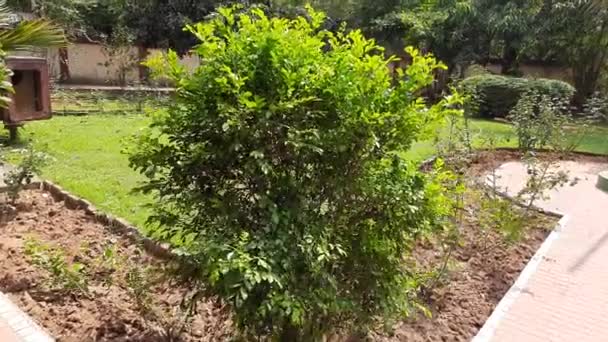 Murraya Paniculata Plant Andere Namen Zijn Sinaasappel Jasmijn Sinaasappel Jessamine — Stockvideo