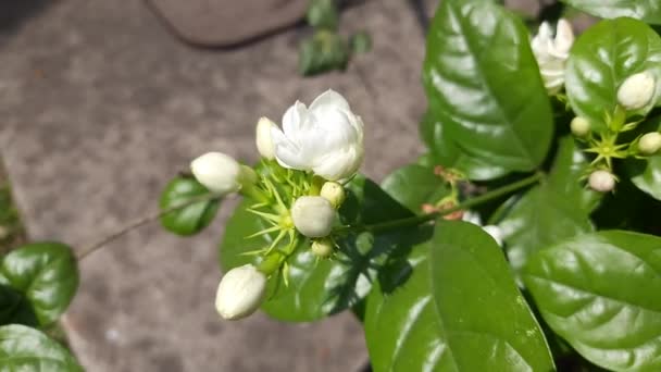 Jasminum Sambac Virág Virág Illatanyagként Használható Parfümökben Jázminteában Indiában Mogra — Stock videók