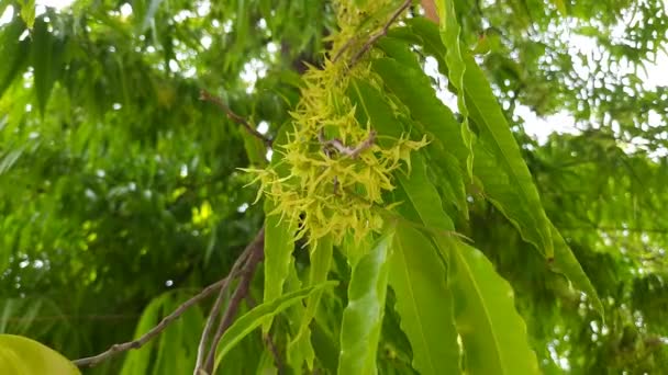 Polyalthia Longifolia Träd Blommor Det Träd Andra Namn Ashoka Glodokan — Stockvideo