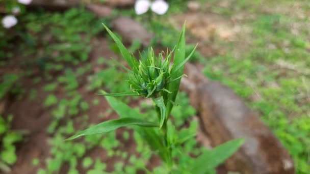 Sweet William Bud Garden Dianthus Barbatus Aspeciesofflowering Plantin Thefamilycaryophyllaceae Its — Stock Video
