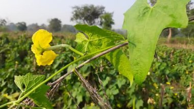 Sebze bahçesinde sünger kabağı. Luffa silindiri, Mısırlı salatalık, Vietnam luffası, Güney ve Güneydoğu Asya 'ya özgü meyveleri için yetiştirilen yıllık bir üzüm türüdür..