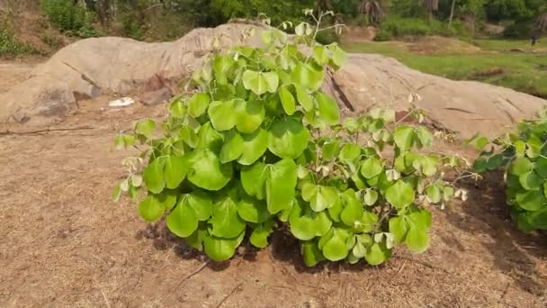 Ale Monosperma Rostlina Druh Buteanativa Používá Dřevo Pryskyřici Krmivo Léky — Stock video