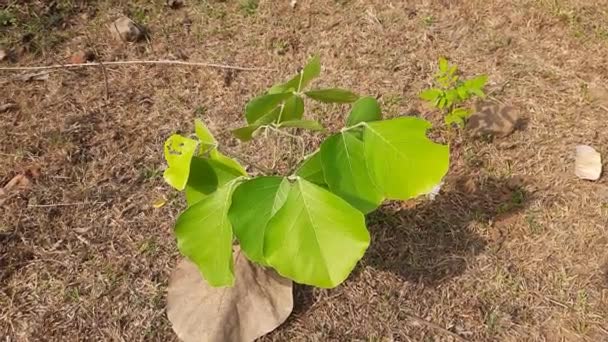 丁茶单子叶植物 它是一种 Buteanative 它用于木材 医药和染料 其他的名字 森林之火 和混蛋柚木 丁茶单子叶绿叶 — 图库视频影像