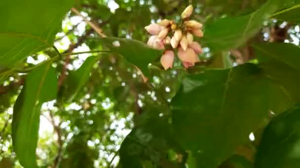 Millettia Pinnata Çiçekleri Fabaceae Familyasından Bir Ağaç Türü Diğer Adı — Stok video