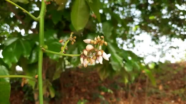 Millettia Pinnata Flores Una Especie Árbol Perteneciente Familia Fabaceae Sus — Vídeos de Stock