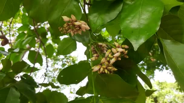Millettia Pinnata Flores Uma Espécie Árvore Família Fabaceae Seus Outros — Vídeo de Stock