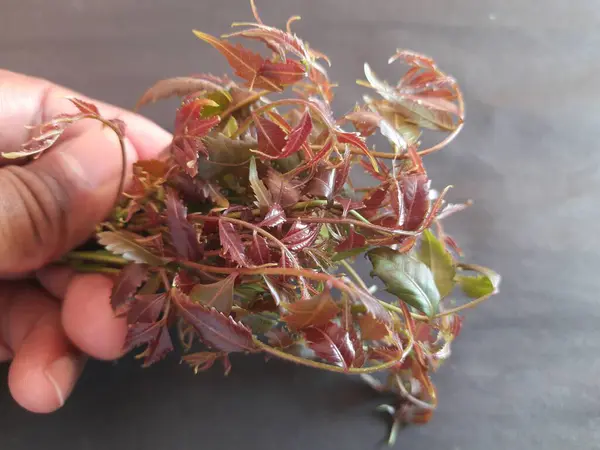 Yumuşak ve kırmızı Neem yaprakları. Diğerlerinin adı Azadirachta indica, çevik Hint leylağı. Meyveleri ve tohumları neem yağının kaynağıdır. Yeşillik gibi yenir. Birçok hastalık onu yiyerek tedavi edilir..