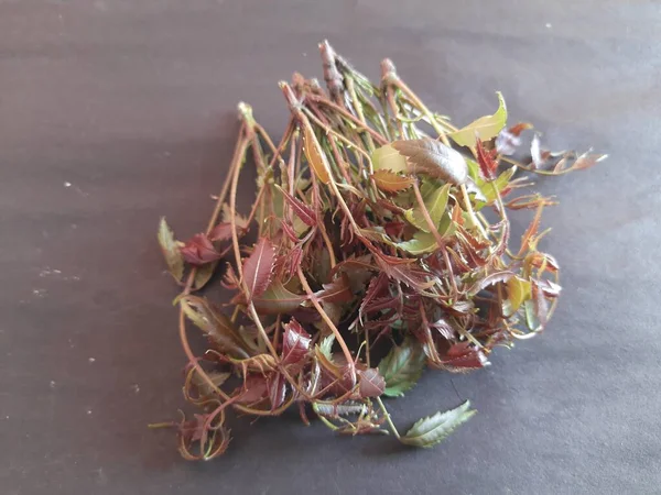 Мягкие Красные Листья Нима Другие Называют Azadirachta Indica Nimtreeorindian Lilac — стоковое фото