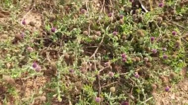 Sphaeranthus indicus bitkisi. Sphaeranthus cinsinin çiçekli bitkisidir. Sphaeranthus Linn 'i işaret eder. Tıbbın Ayurvedicsystem 'inde çeşitli koşullarda yaygın olarak kullanılır. Doğu Hindistan devedikeni.