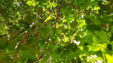Millettia pinnata tree. Itis a species of tree in the pea family Fabaceae. Its other names  Pongamiapinnata, Indian beechandPongame oiltree. Oil is extracted from its seeds. It is used in many Ayurvedic medicine.