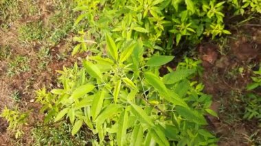 Vitex negundo bitkisi. Diğer adı da Çin iffet ağacı, beş yapraklı iffet ağacı, at nalı viteksi, nisinda, Nirgundi. Büyük bir çalı çırpısı. Bu bir Ayurvedic ilacı..