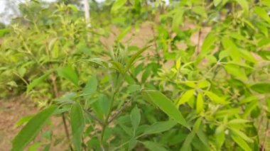 Vitex negundo bitkisi. Diğer adı da Çin iffet ağacı, beş yapraklı iffet ağacı, at nalı viteksi, nisinda, Nirgundi. Büyük bir çalı çırpısı. Bu bir Ayurvedic ilacı..