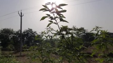Vitex negundo bitkisi. Diğer adı da Çin iffet ağacı, beş yapraklı iffet ağacı, at nalı viteksi, nisinda, Nirgundi. Büyük bir çalı çırpısı. Bu bir Ayurvedic ilacı..