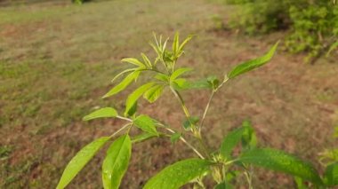 Vitex negundo bitkisi. Diğer adı da Çin iffet ağacı, beş yapraklı iffet ağacı, at nalı viteksi, nisinda, Nirgundi. Büyük bir çalı çırpısı. Bu bir Ayurvedic ilacı..