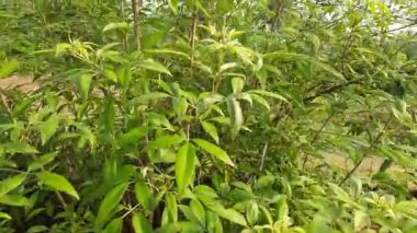 Vitex negundo bitkisi. Diğer adı da Çin iffet ağacı, beş yapraklı iffet ağacı, at nalı viteksi, nisinda, Nirgundi. Büyük bir çalı çırpısı. Bu bir Ayurvedic ilacı..