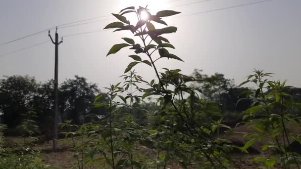 Vitex Negundo Plant Other Name Chinese Chaste Tree Five Leaved — Stockvideo