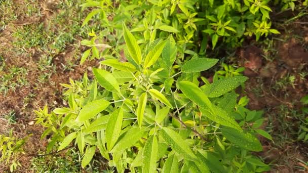 Vitex Negundo Plant Other Name Chinese Chaste Tree Five Leaved — Stock Video