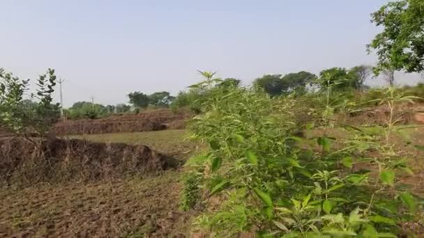 Pianta Vitex Negundo Altro Nome Casto Cinese Casto Cinque Foglie — Video Stock