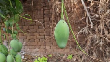 Ağaçta asılı mango. Ağaçta çiğ mango. Mango popüler bir meyvedir, ayrıca meyvelerin kralı olarak da bilinir. Turşusu çok lezzetli. Pişirilir ve sebzeye dönüştürülür. Yeşil Mangolar. 