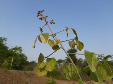 Butea monosperma bitkisi. Buteanative 'in bir türüdür. Kereste, reçine, yem, ilaç ve boya için kullanılır. Diğer adları 