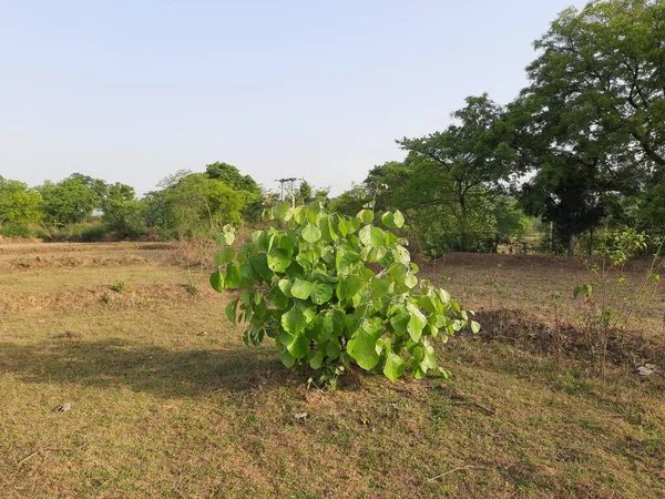 Butea monosperma bitkisi. Buteanative 'in bir türüdür. Kereste, reçine, yem, ilaç ve boya için kullanılır. Diğer adları 