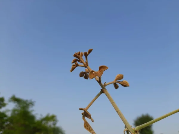 Butea Monosperma Plant Species Ofbuteanative Used Timber Resin Fodder Medicine — Foto Stock