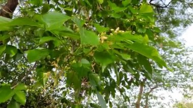 Millettia Pinnata çiçekleri. Fabaceae familyasından bir ağaç türü. Diğer adı Pongamiapinnata, Hint biechandPongame Petrol Ağacı. Petrol tohumlarından çıkarılır. Birçok Ayurvedic tıpta kullanılır..