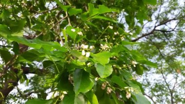 Millettia Pinnata çiçekleri. Fabaceae familyasından bir ağaç türü. Diğer adı Pongamiapinnata, Hint biechandPongame Petrol Ağacı. Petrol tohumlarından çıkarılır. Birçok Ayurvedic tıpta kullanılır..