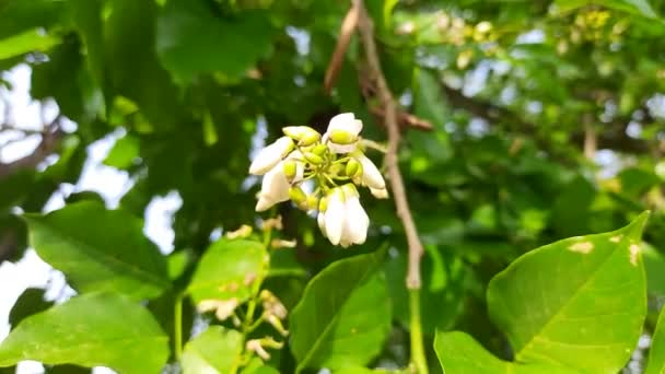 Millettia Pinnata Flowers Itis Species Tree Pea Family Fabaceae Its — Stockvideo