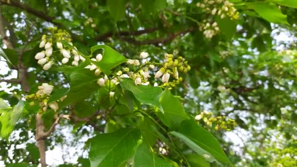 Millettia Pinnata Flowers Itis Species Tree Pea Family Fabaceae Its — стоковое видео