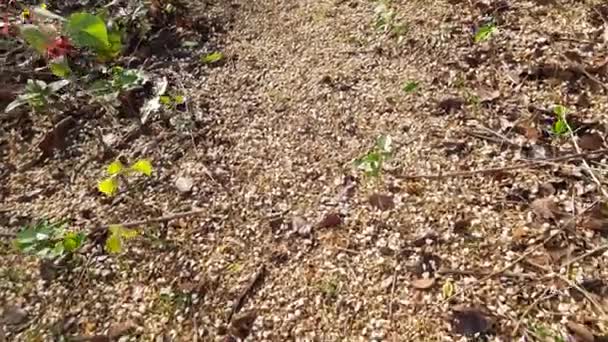 ミレティア ピナータの花 イティスはエンドウ科ファブ科の木の種です 別名Pongamiapinnata Indian Beechandpongame Oiltree 油は種子から抽出される 多くのアーユルヴェーダ医学で使用されています — ストック動画