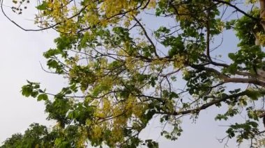 Cassia fistül çiçekleri. Fabaceae familyasına çiçek açıyor. Diğer isimleri: Altın duş, arınma muskası, Hint laburnumu, puding piposu ağacı. Bu ağaç kalıtsal ilaç kullanırdı.. 
